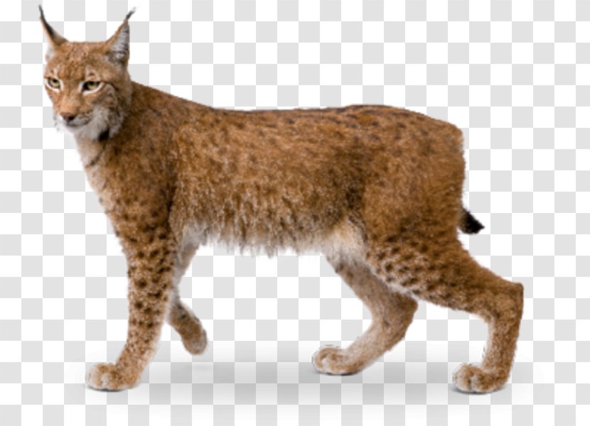 Bobcat Eurasian Lynx Wildcat California Spangled Av Hayvanı - Stx Jp50 Risk15rv Nr Eo Transparent PNG