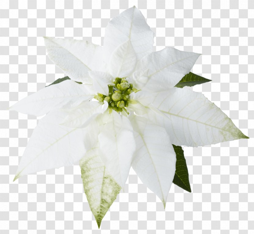 Image Desktop Wallpaper Clip Art Poinsettia - Flowering Plant - Plants Transparent PNG