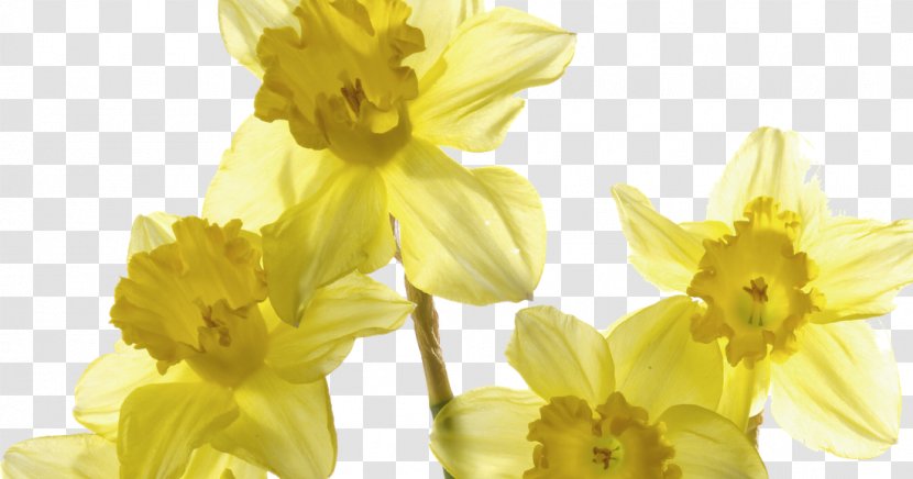Wild Daffodil Jonquil Flower Poet's Narcissus - Mustard Plant Transparent PNG