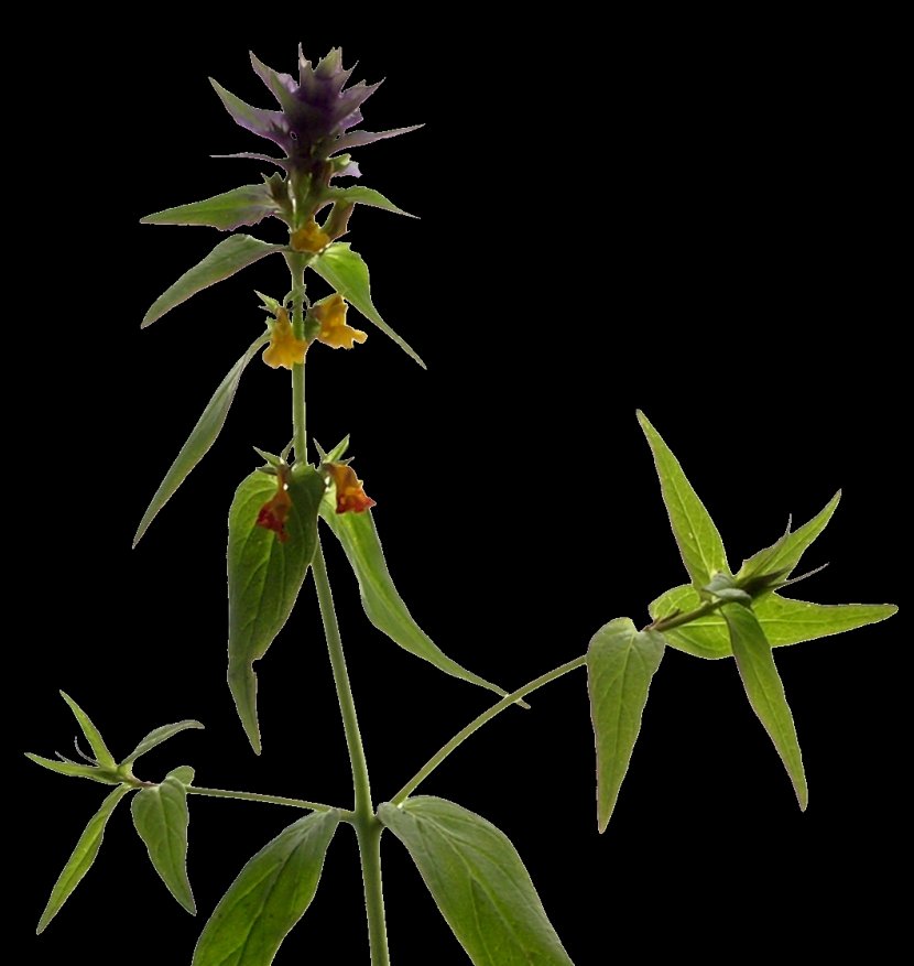 Melampyrum Polonicum Enciclopedia Libre Universal En Español Encyclopedia Broomrapes - Tree - Botany Transparent PNG