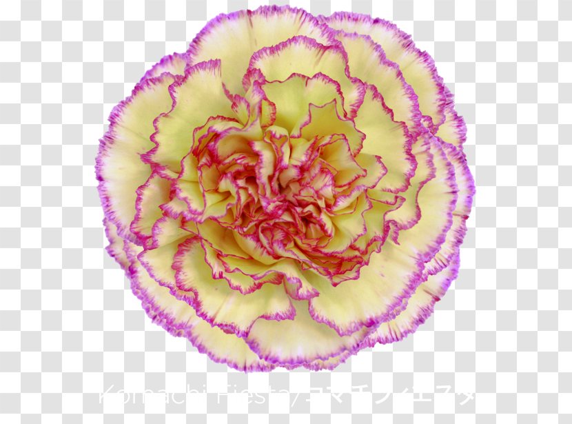 Carnation Fiesta San Antonio 2017 Cut Flowers Cabbage Rose - Purple Transparent PNG