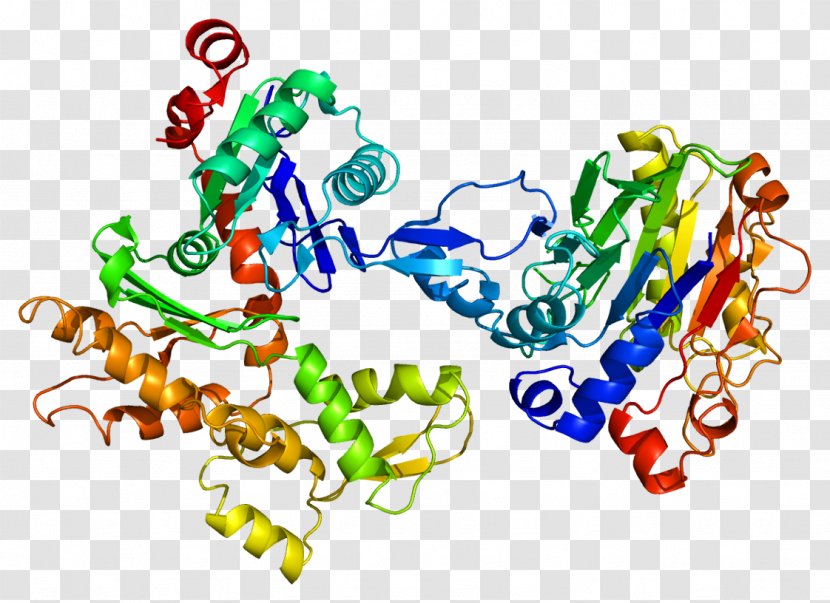 Beta-actin ACTA2 Protein Structure - Biomolecular - Cell Migration Transparent PNG