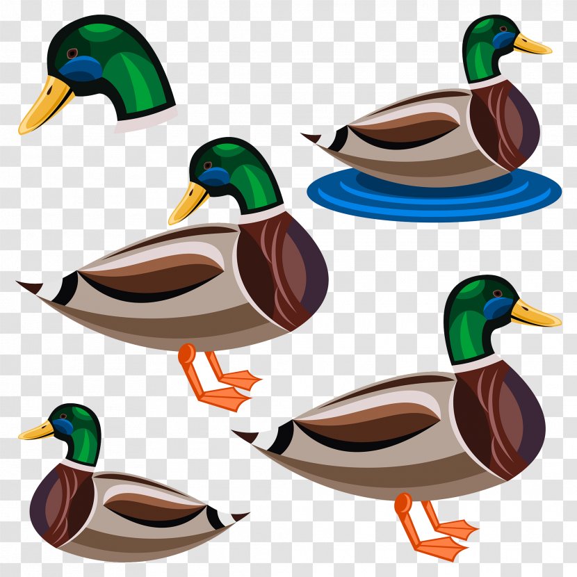 Duck Cartoon Illustration - Ducks Geese And Swans Transparent PNG