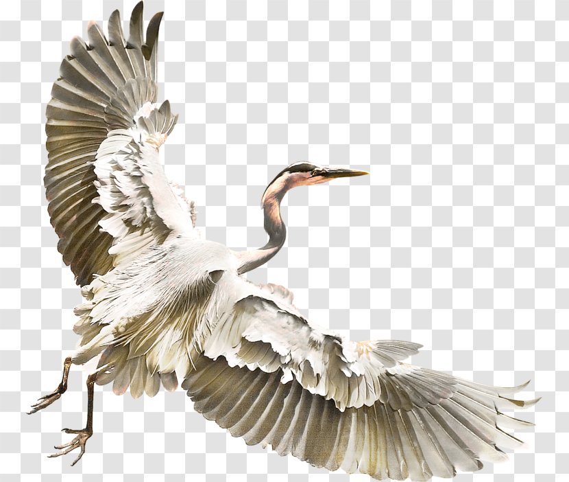 Bird Crane Heron Clip Art - Like Transparent PNG