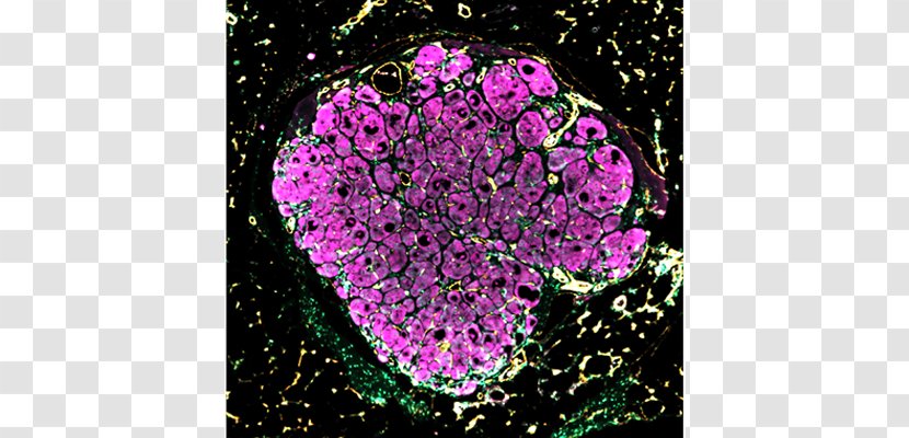 Liver Hepatocyte Science Tissue - Flower - Human Transparent PNG