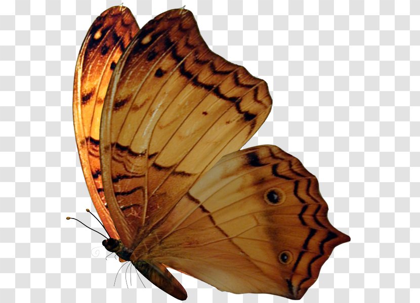 Brush-footed Butterflies Monarch Butterfly Insect - Brushfooted Transparent PNG