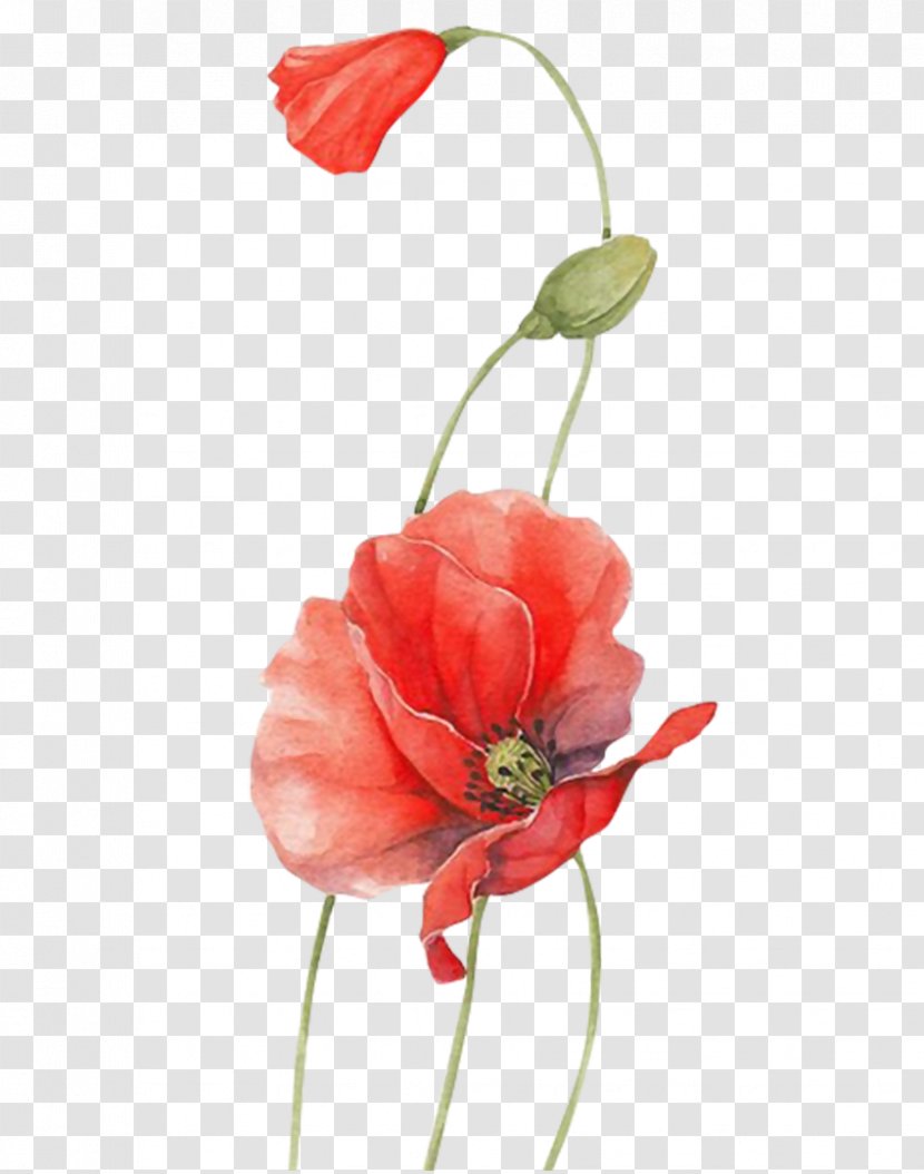 Poppy Watercolour Flowers Red - Painting - Flower Transparent PNG