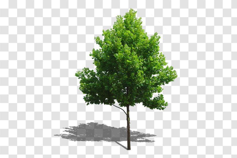 Tree Plant Computer File - Software - Trees Transparent PNG