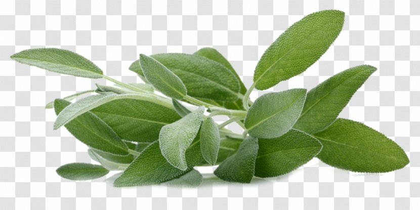 Common Sage Of The Diviners Herb Aromatherapy Extract - Oil Transparent PNG