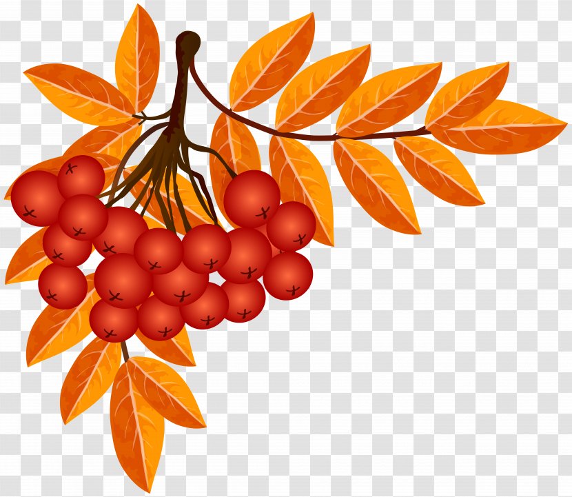 Autumn Leaf Clip Art - Branch - Fall Decoration Image Transparent PNG