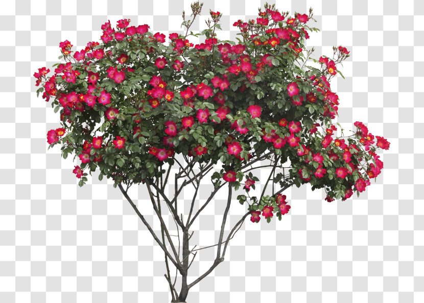 Rose Shrub Tree Clip Art - Family - Flowers Plant Transparent PNG