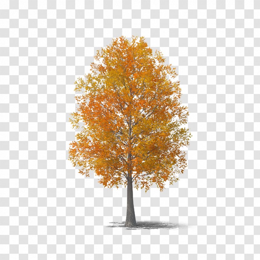 Autumn Tree - Maple - Leaf Transparent PNG