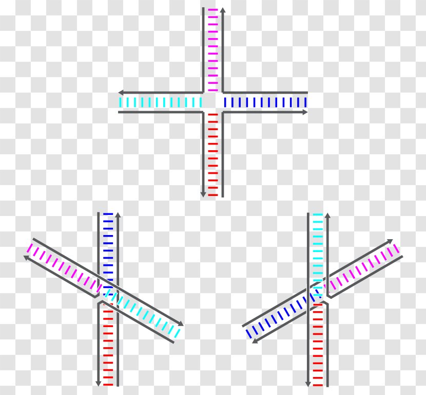 Holliday Junction Nucleic Acid Sequence Genetic Recombination DNA - Symbol - Blue Transparent PNG