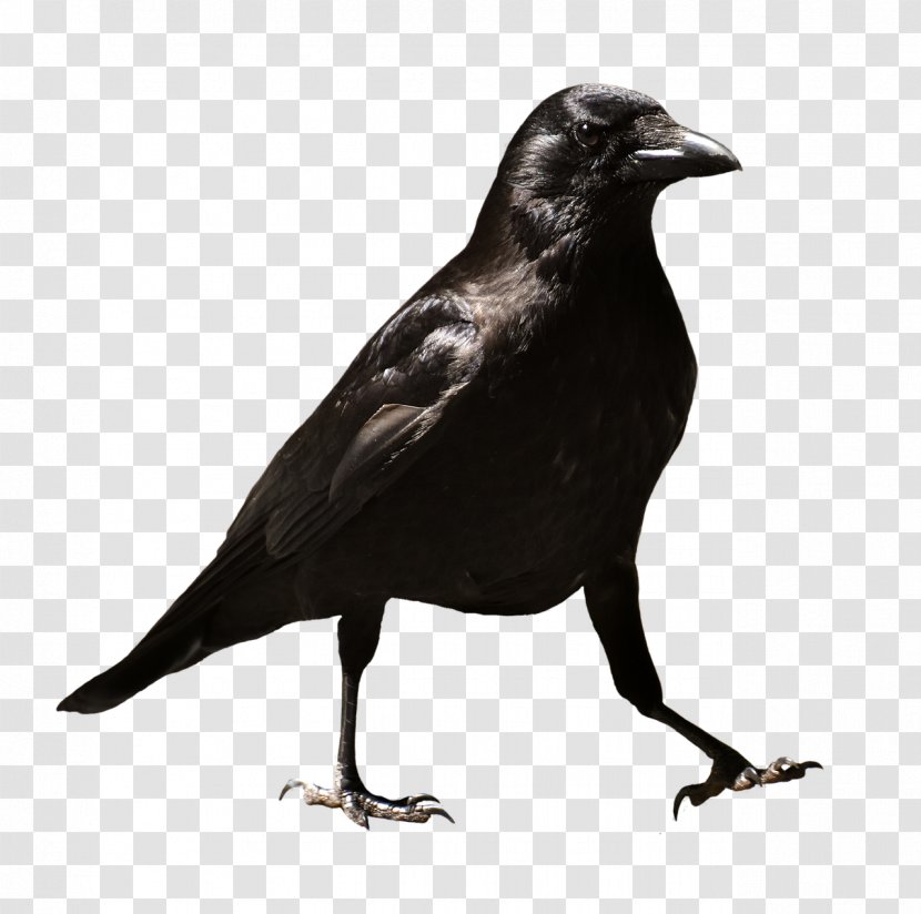 Common Raven T-shirt Download - Perching Bird - Crow Transparent PNG