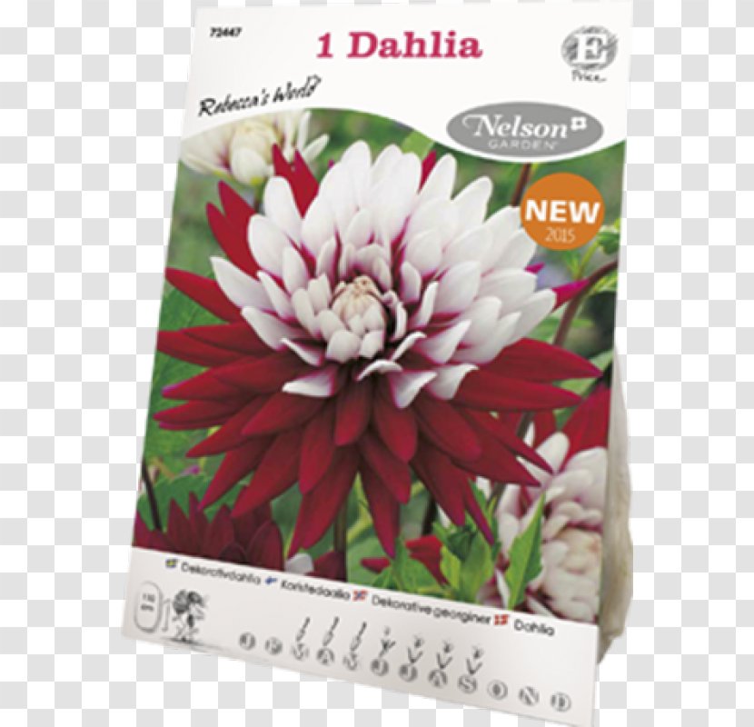 Rebecca's World Dahlia Flowering Plant - Flora - Pinnata Transparent PNG