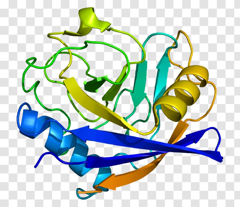 PPIF Peptidylprolyl Isomerase D Cyclophilin Protein - Enzyme - Gene Expression Transparent PNG
