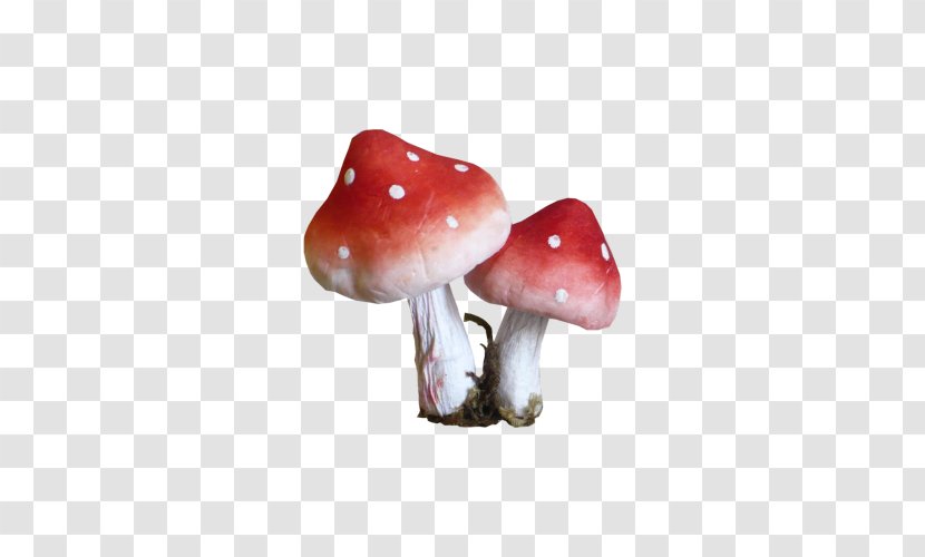 Mushroom Fungus Animaatio - Pileus Transparent PNG