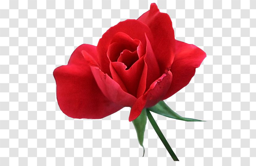 Love Photography Kiss Только с тобой - Floribunda - Red Rose Petal Transparent PNG