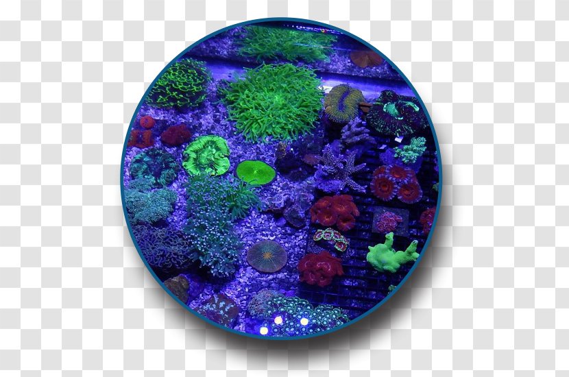 Coral Reef The Saltwater Junkies Fish Transparent PNG