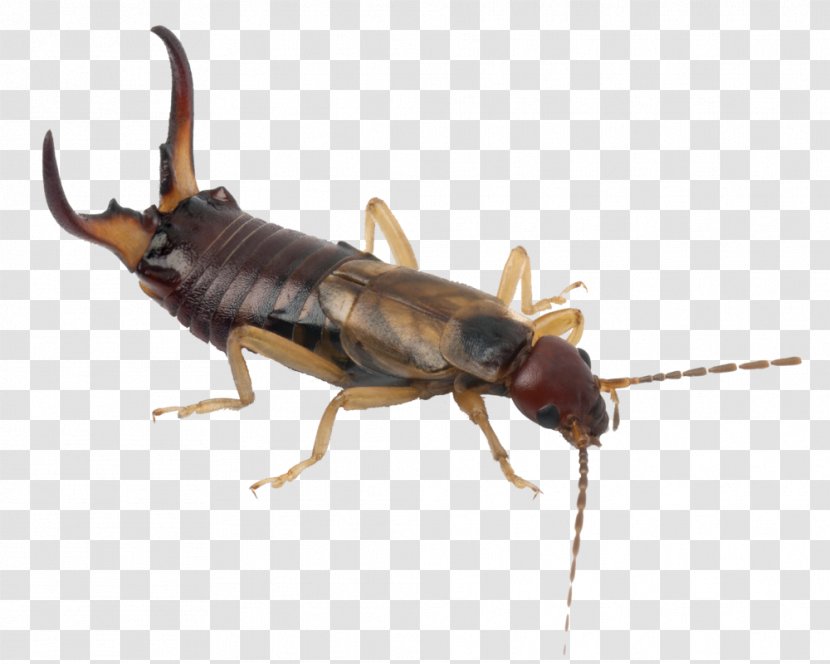 Cockroach European Earwig Insect Pest Control - Scarabs Transparent PNG