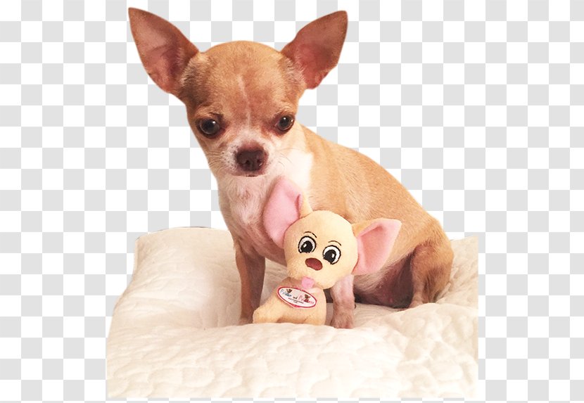 Chihuahua Russkiy Toy Prince And Princess Puppy Dog Breed - Like Mammal Transparent PNG