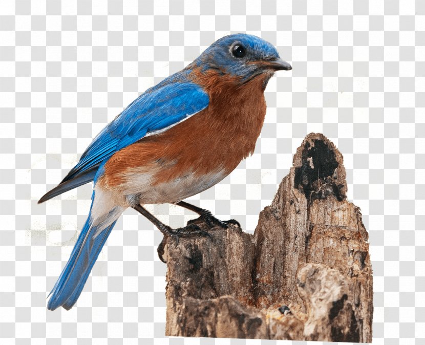 Western Bluebird Eastern - Perching Bird Transparent PNG