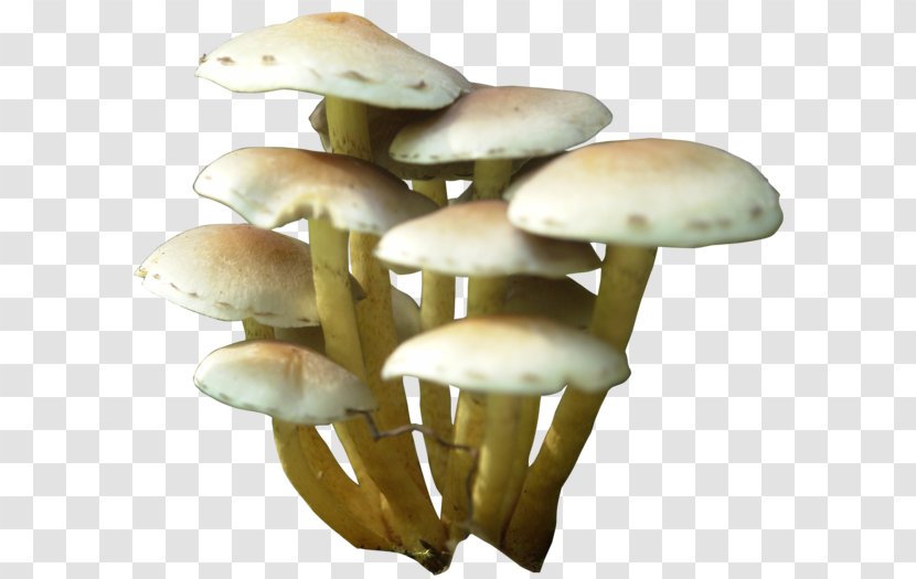 Mushroom Clip Art - Common Transparent PNG