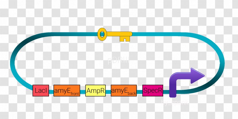 International Genetically Engineered Machine Plasmid Genome BioBrick Genomic DNA - System - Subtilis Transparent PNG