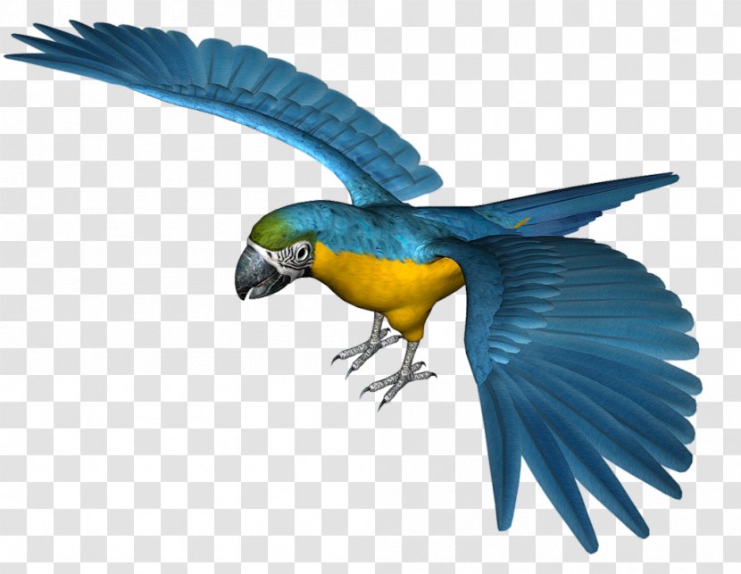 Parrot Bird Clip Art - Parakeet Transparent PNG
