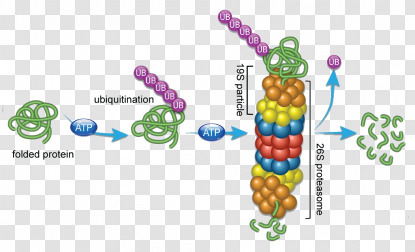 Proteostasis Proteasome Ubiquitin Cancer Protein - Oxidative Stress - Cell Transparent PNG