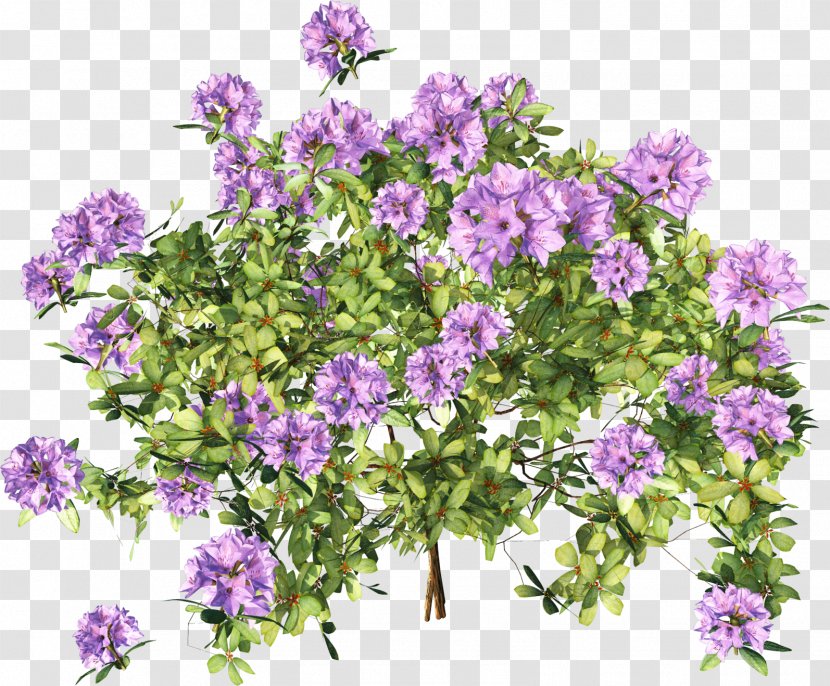 Subshrub Flowering Plant Groundcover Annual - Purple - Shrub Transparent PNG