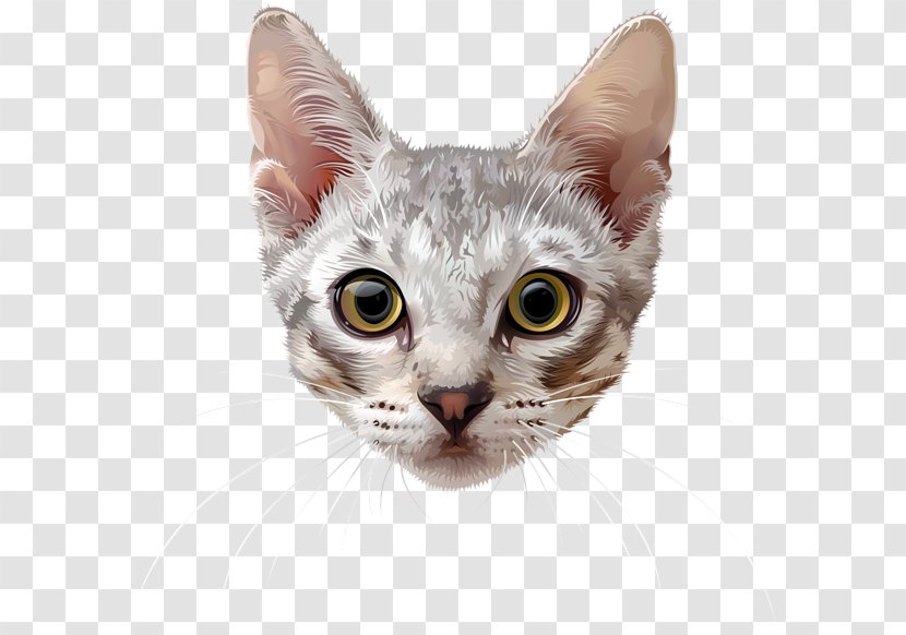 Whiskers Cat Clip Art Image - Carnivore Transparent PNG