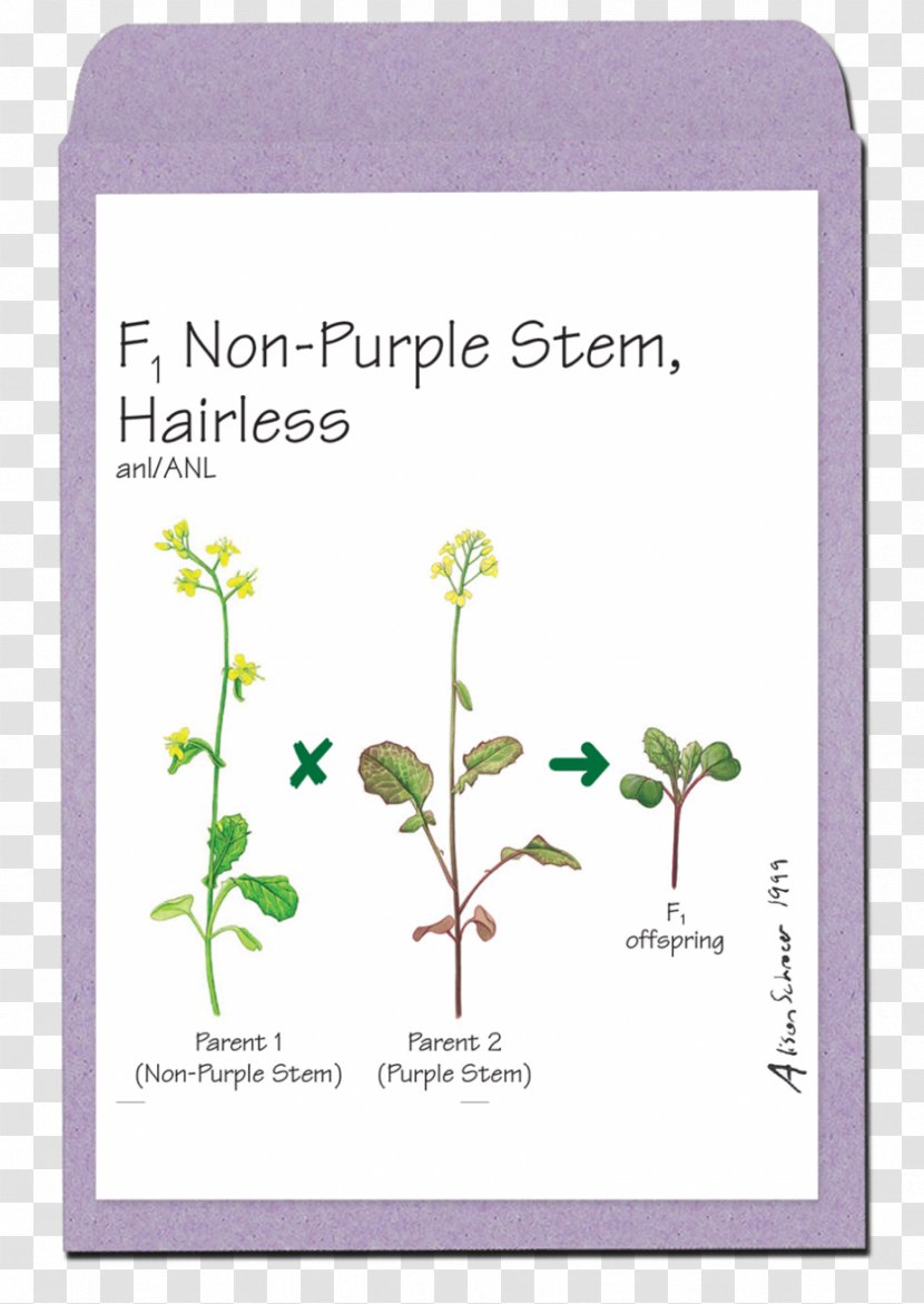Brassica Rapa Anatomy Of Seed Plants Flowering Plant - Biology - Flower Transparent PNG