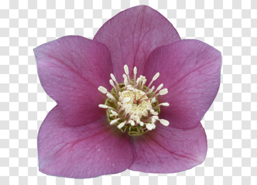 Clip Art - Petal - Hellebore Transparent PNG