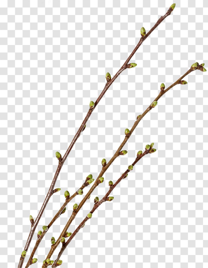 Plant Stem Bud House Monthly April Transparent PNG