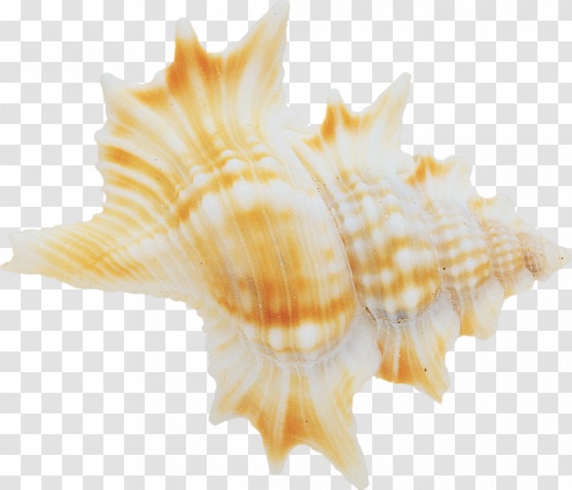 Beach Seashell Conchology Sea Snail - Molluscs Transparent PNG