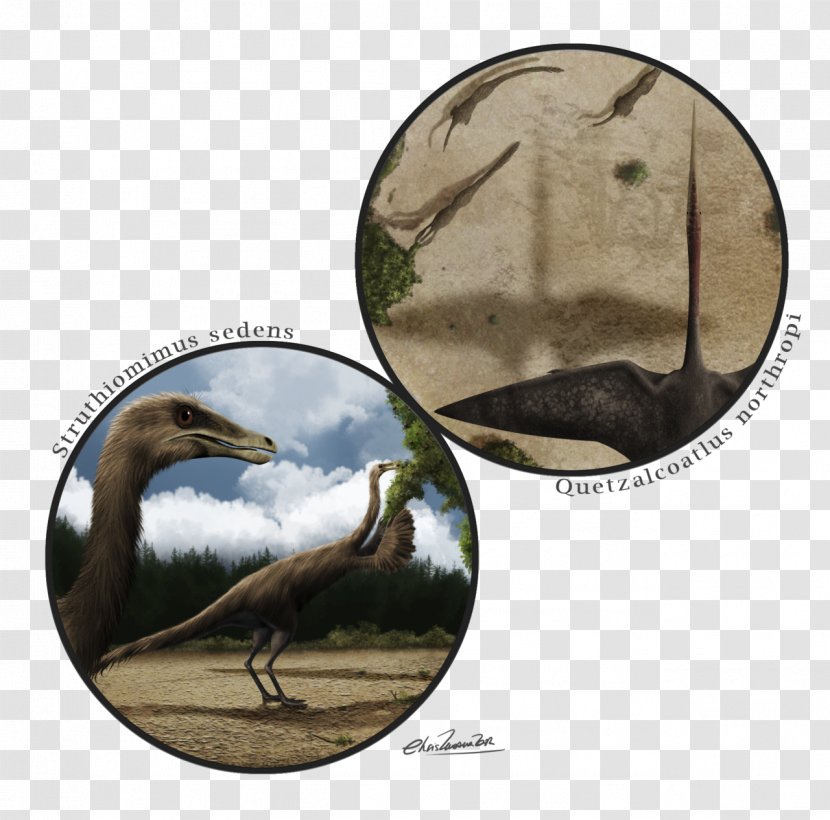 Beak Fauna - Bird - Point Of View Transparent PNG