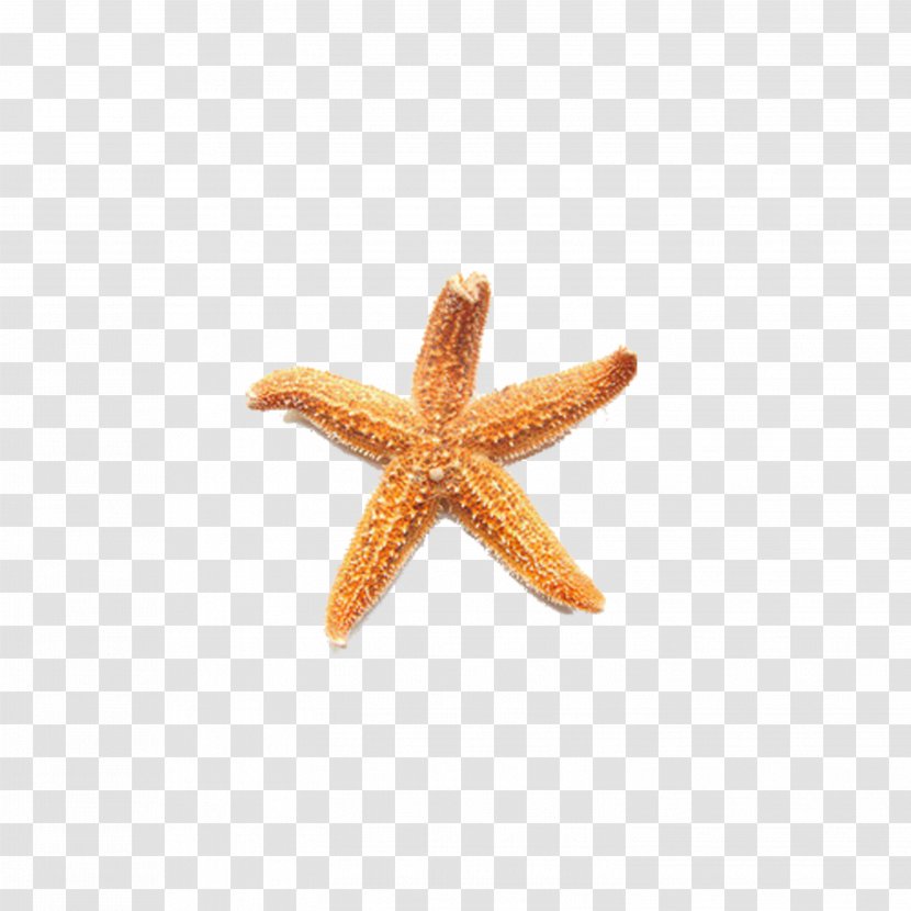 Starfish - Invertebrate - Orange Transparent PNG