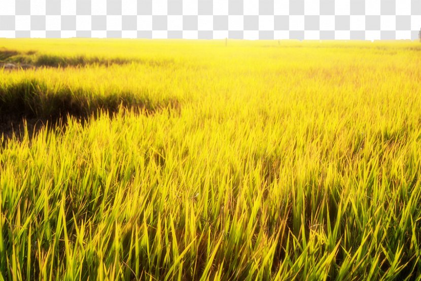 Paddy Field Gold Yellow - Grass Family - Golden Rice Fields Transparent PNG