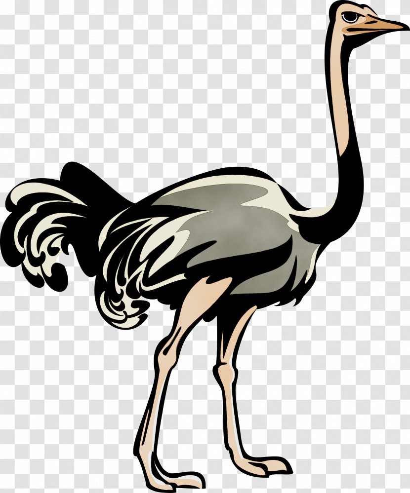 Cartoon Bird - Ratite - Wildlife Cranelike Transparent PNG