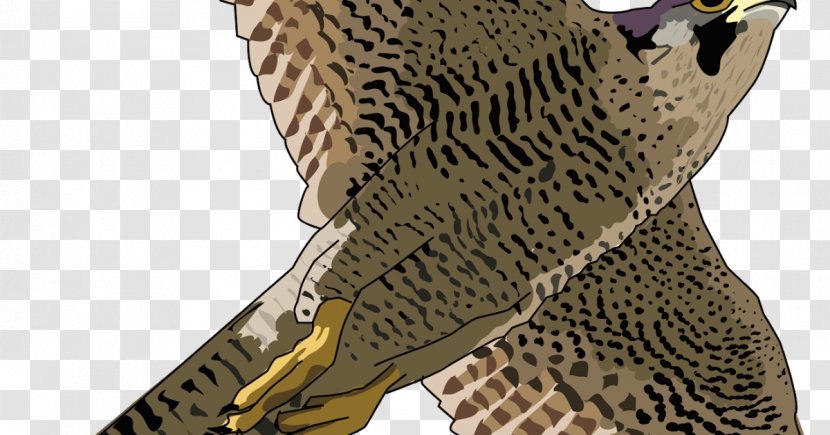 Peregrine Falcon Clip Art Hawk Bird - Northern Flicker - Cartoon Eagle Transparent PNG