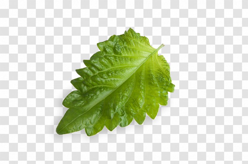 Leaf Dietary Fiber Romaine Lettuce Food Stevia - Spring Greens Transparent PNG