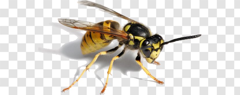 Hornet Bee Paper Wasp Insect - Fly Transparent PNG