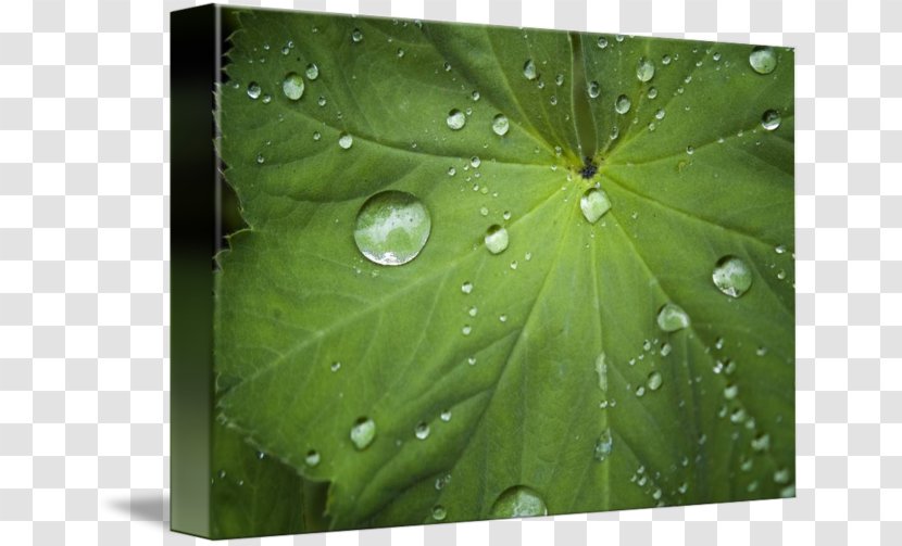 Leaf - Drop - Morning Dew Transparent PNG