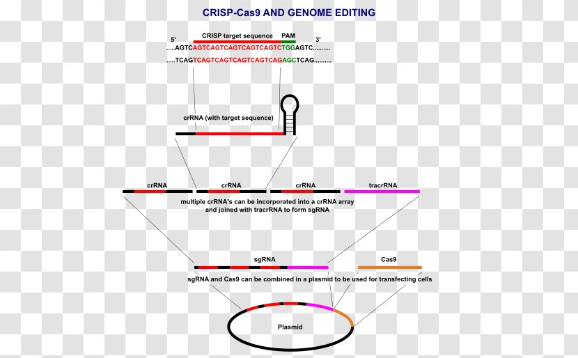 CRISPR Cas9 Plasmid Genome Editing DNA - Experiment Procedure Transparent PNG