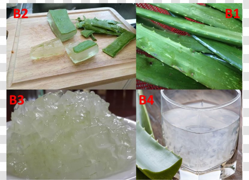 Cat Ice Frozen Food Vegetable Báo Mới - Aloe Vera - Kho-kho Transparent PNG