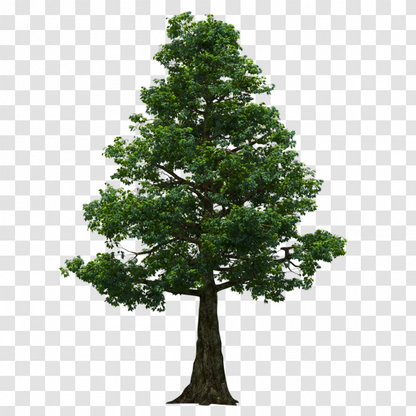 Tree - Houseplant - Oak Transparent PNG
