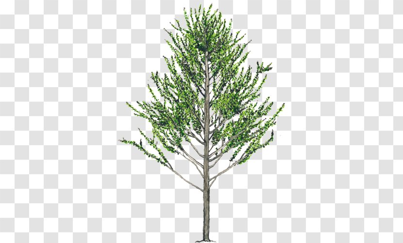 Alnus Acuminata Tree Evergreen Woody Plant Spruce - Medicinal Transparent PNG