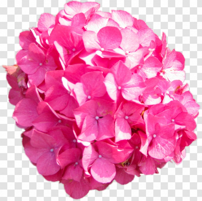 Hydrangea Pink Clip Art - Petal - Marigold Transparent PNG
