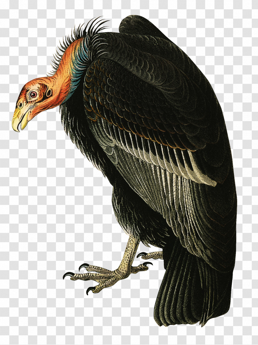 Bird Vulture Beak Condor California Condor Transparent PNG